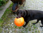 Molly - Labrador Retriever Femelle (6 ans)