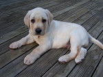 wuanda - Labrador Retriever Femelle (3 mois)