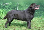 Tody - Labrador Retriever Mâle (4 ans)