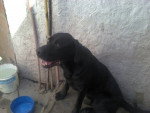 almodovar - Labrador Retriever (7 ans)