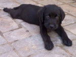 roky - Labrador Retriever Mâle (1 an)