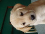 keisha - Labrador Retriever Femelle (3 mois)