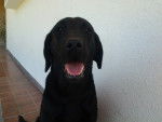 lara - Labrador Retriever Femelle (8 mois)