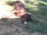 Tiger and his ball - Labrador Retriever Mâle (2 ans)