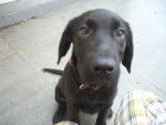 Fiesta - Labrador Retriever Femelle (2 ans)