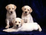 los hermanitos - Labrador Retriever Femelle (3 mois)