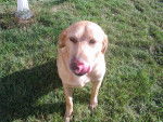 Snoopy - Labrador Retriever Mâle (13 ans)