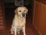 winston - Labrador Retriever Mâle (13 ans)