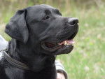 Negro - Labrador Retriever Mâle (2 ans)