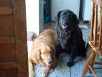 Negro y Lana - Labrador Retriever Femelle (11 ans)
