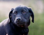 puppy - Labrador Retriever Mâle (6 mois)