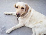 Zaira - Labrador Retriever Femelle (2 ans)
