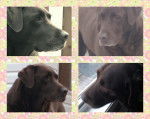 c'est molly! - Labrador Retriever Femelle (6 ans)