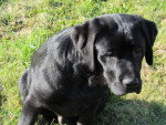 Happy - Labrador Retriever Mâle (6 mois)
