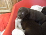 eazy - Labrador Retriever Femelle (7 mois)