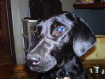 abbie - Labrador Retriever Femelle (11 mois)