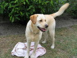 Russia - Labrador Retriever Femelle (10 ans)