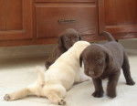 chiots - Labrador Retriever