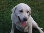 Princesse - Labrador Retriever Femelle (7 ans)