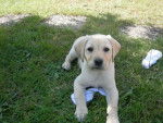 Béverly - Labrador Retriever Femelle (3 mois)