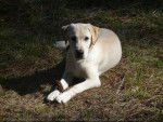 nina - Labrador Retriever Femelle (2 mois)