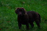 Diva - Labrador Retriever Femelle (2 mois)