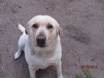 Miranda - Labrador Retriever Femelle (3 ans)