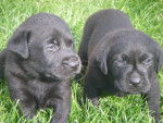Ethane et Elium - Labrador Retriever Mâle (1 mois)