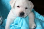 Call Name: Mia - Labrador Retriever Femelle (5 mois)