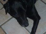 nana - Labrador Retriever Femelle (7 ans)