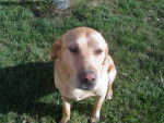 Snoopy the labrador - Labrador Retriever Mâle (11 ans)
