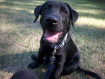 Ciro - Labrador Retriever Mâle (6 mois)
