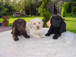 chocolat,shadow,victoire - Labrador Retriever (5 mois)