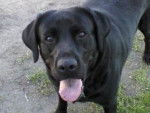 Meme - Labrador Retriever Femelle (8 ans)