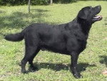 Labrador Retriever - Labrador Retriever