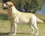 Labrador Retriever - Labrador Retriever