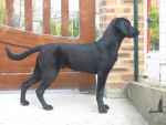 berlingo - Labrador Retriever