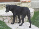 Berlingo - Labrador Retriever