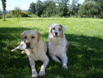 Thalia et Pacha - Labrador Retriever Femelle (2 ans)