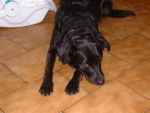 chipie ma cheris - Labrador Retriever