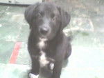 fiona - Labrador Retriever Femelle (3 mois)