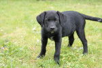 Nero - Labrador Retriever Mâle (6 mois)