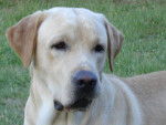 labrador usty - Labrador Retriever