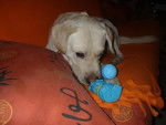 Jagger, labrador retriever de deux ans - Labrador Retriever