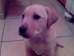 Labrador retriever - Labrador Retriever