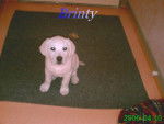 labrador retriever Brinty - Labrador Retriever