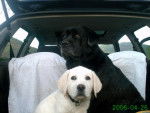 labrador goody et brinty - Labrador Retriever