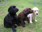 labrador retriever - Labrador Retriever