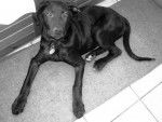 moka : croise labrador et ? - Labrador Retriever