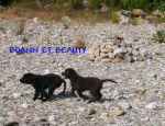 retriever du labrador BEAUTY ET BOANN - Labrador Retriever